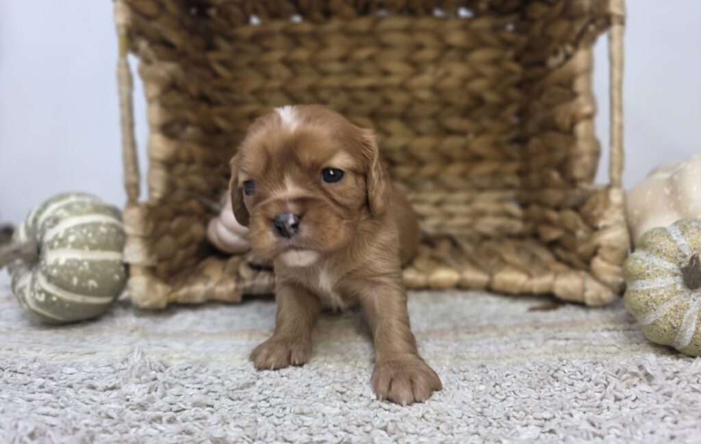 [#2516-04]  - Ruby F Cavalier King Charles Spaniel Puppies For Sale