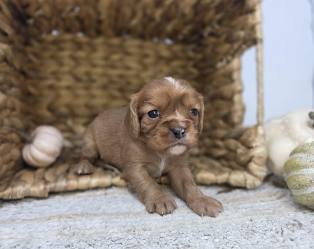 Arrow - Cavalier King Charles Spaniel - Image 3