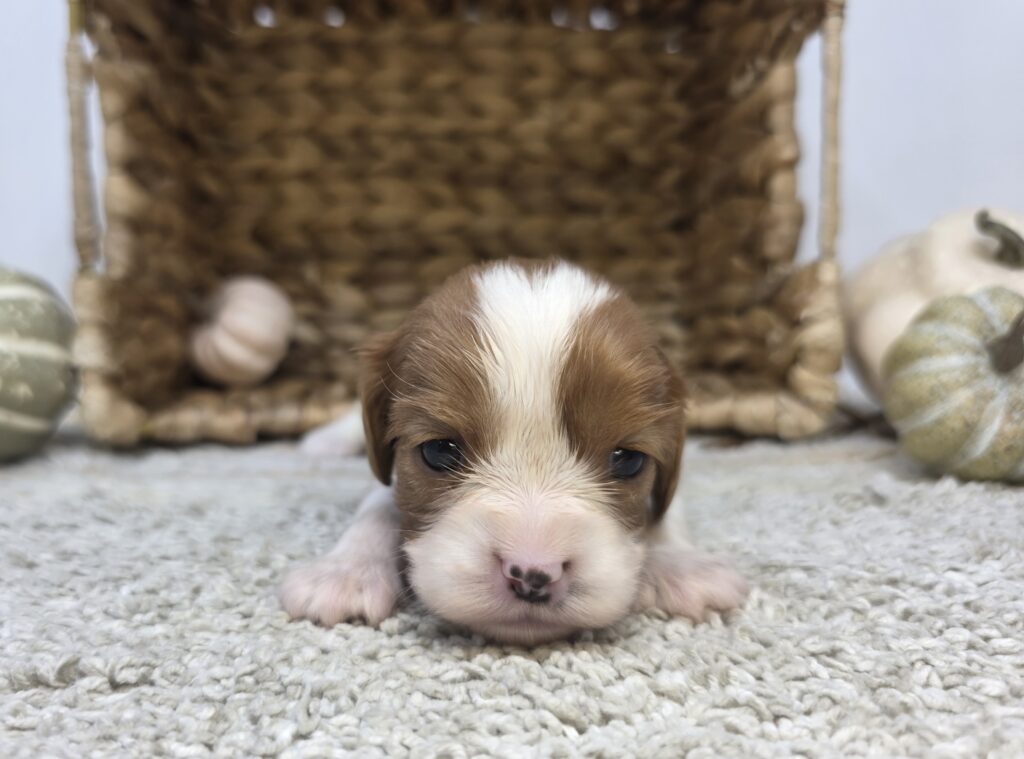 [#2516-05]  - Blenheim F Cavalier King Charles Spaniel Puppies For Sale