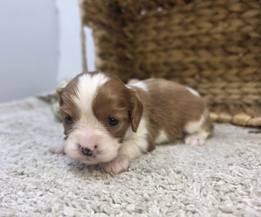 Snowflake - Cavalier King Charles Spaniel - Image 3