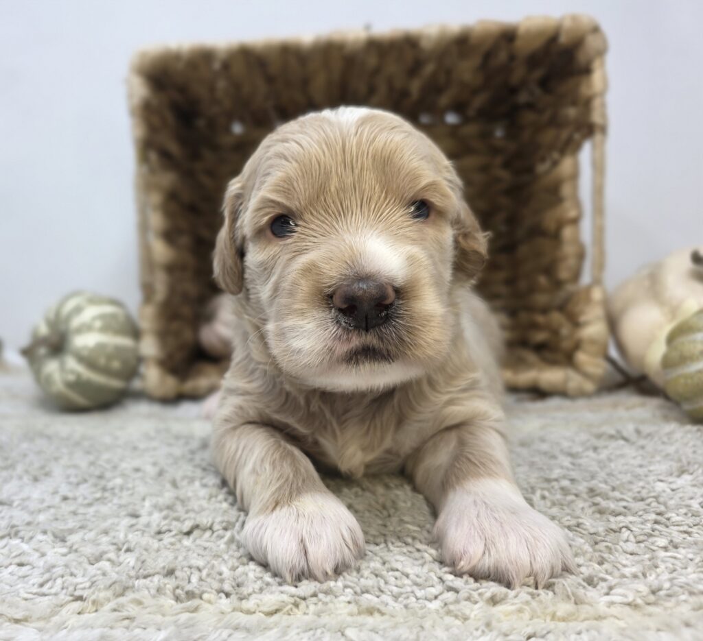 [#2517-04]  - Light Apricot M Goldendoodle Mini F1 Puppies For Sale