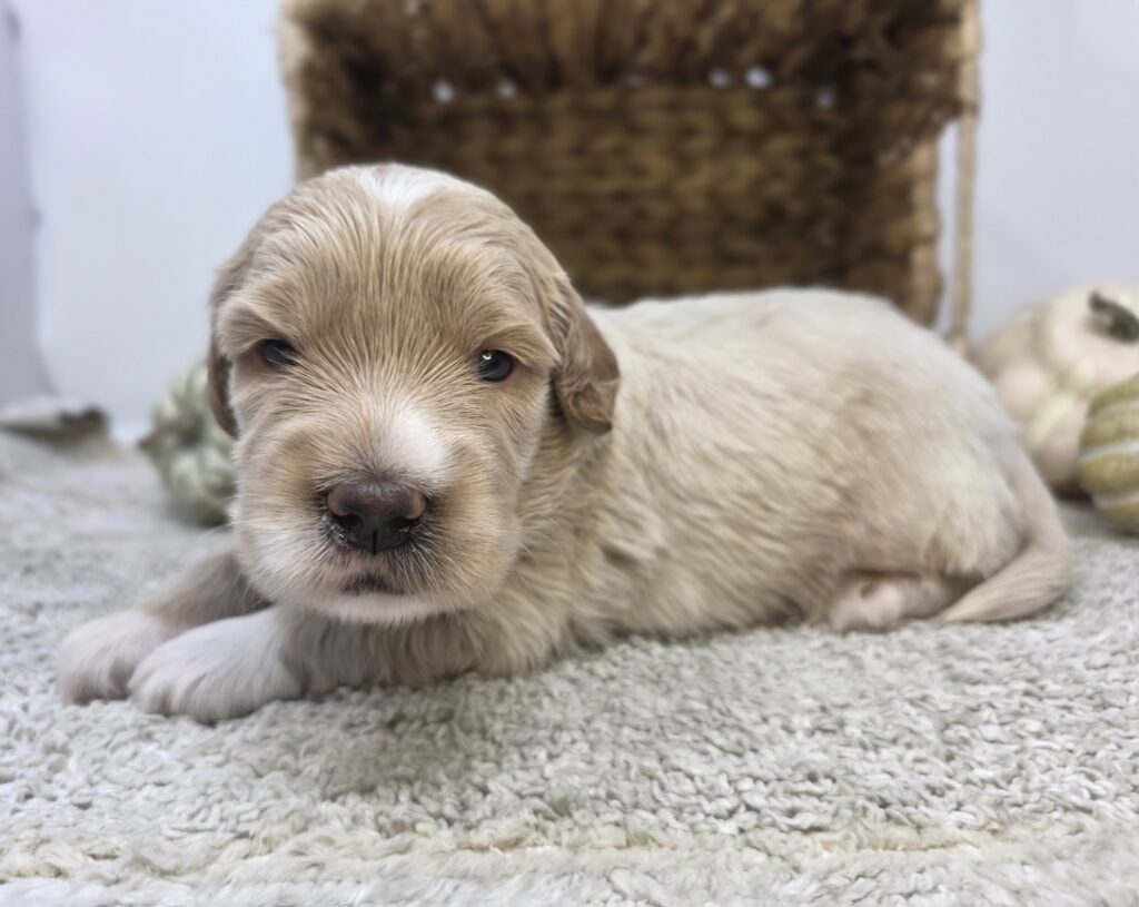 Plume - Goldendoodle Mini F1 - Image 2