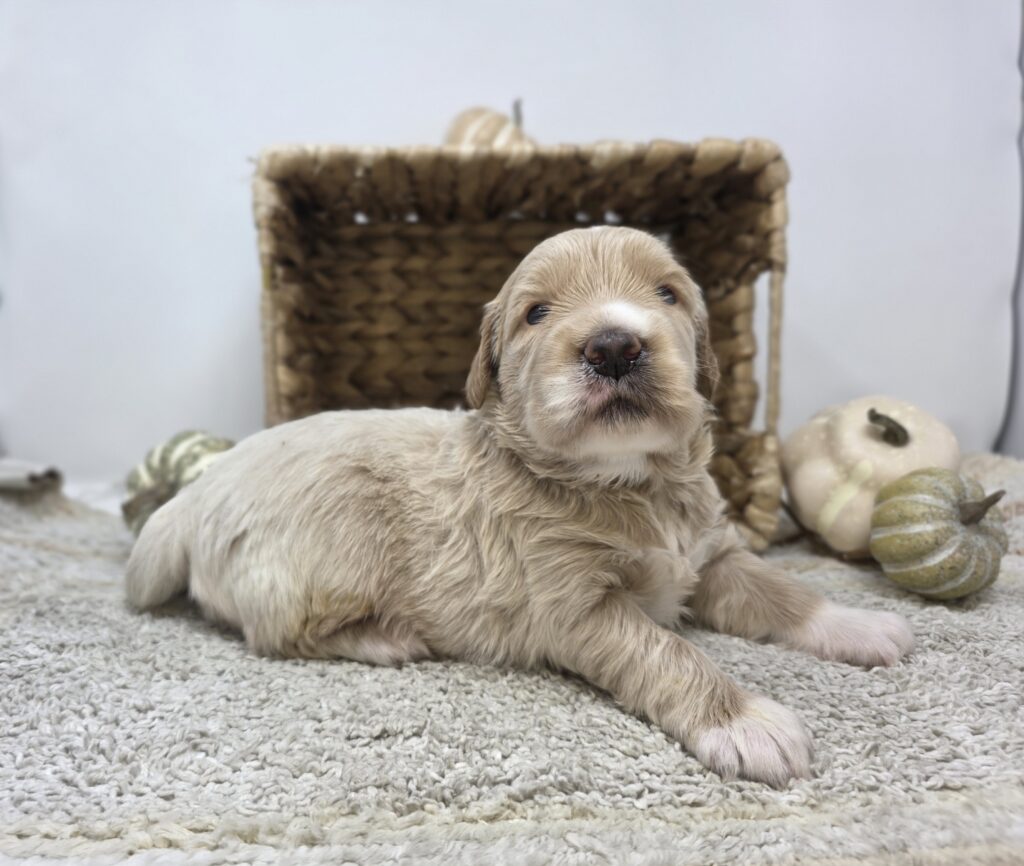 Plume - Goldendoodle Mini F1 - Image 3