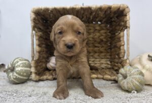 Goldendoodle Mini F1