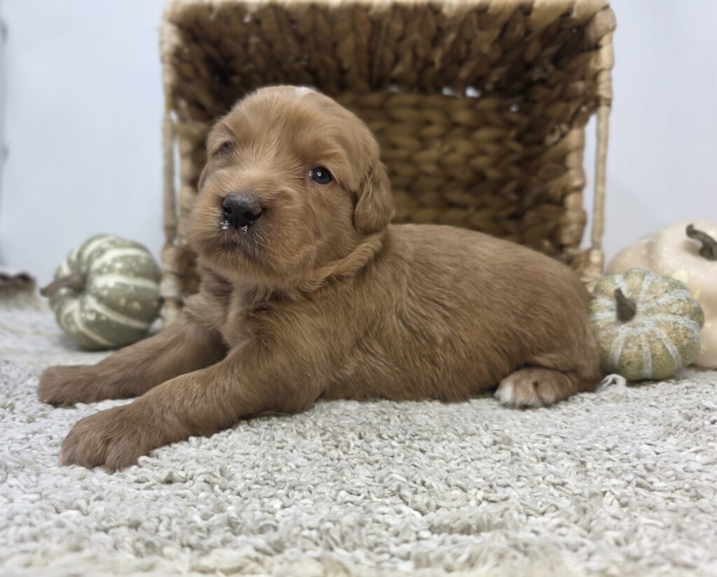 Walnut - Goldendoodle Mini F1 - Image 2