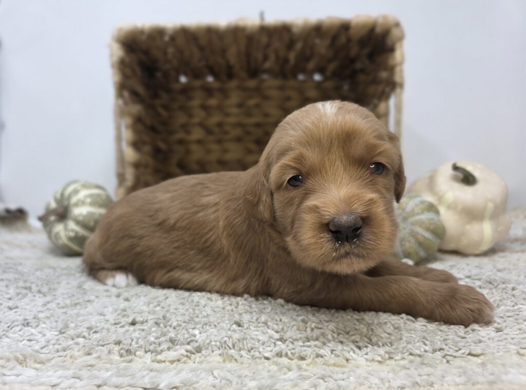 Walnut - Goldendoodle Mini F1 - Image 3