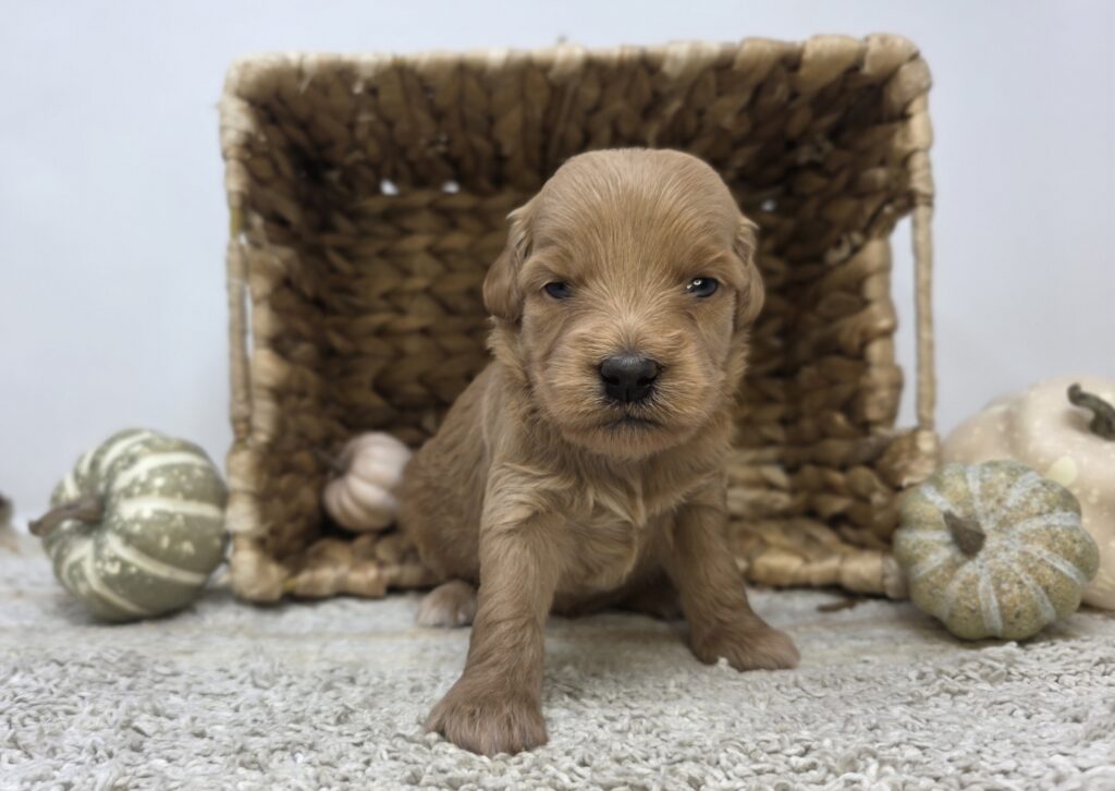 [#2517-08]  - Light Apricot F Goldendoodle Mini F1 Puppies For Sale