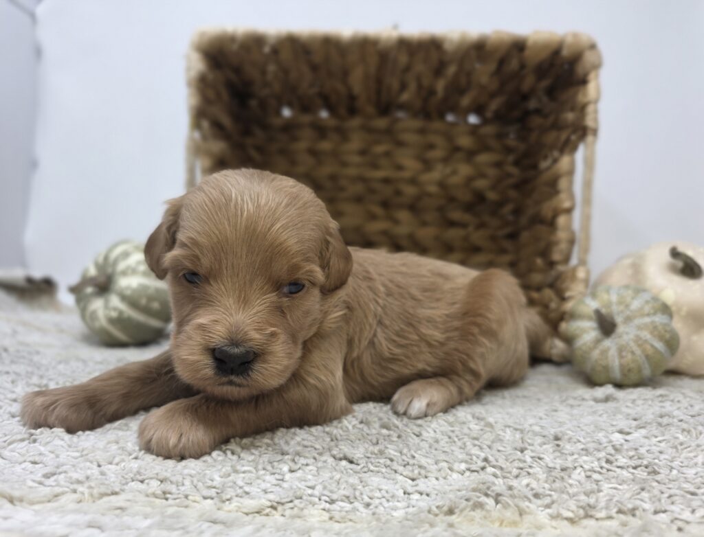 Cardinal - Goldendoodle Mini F1 - Image 2