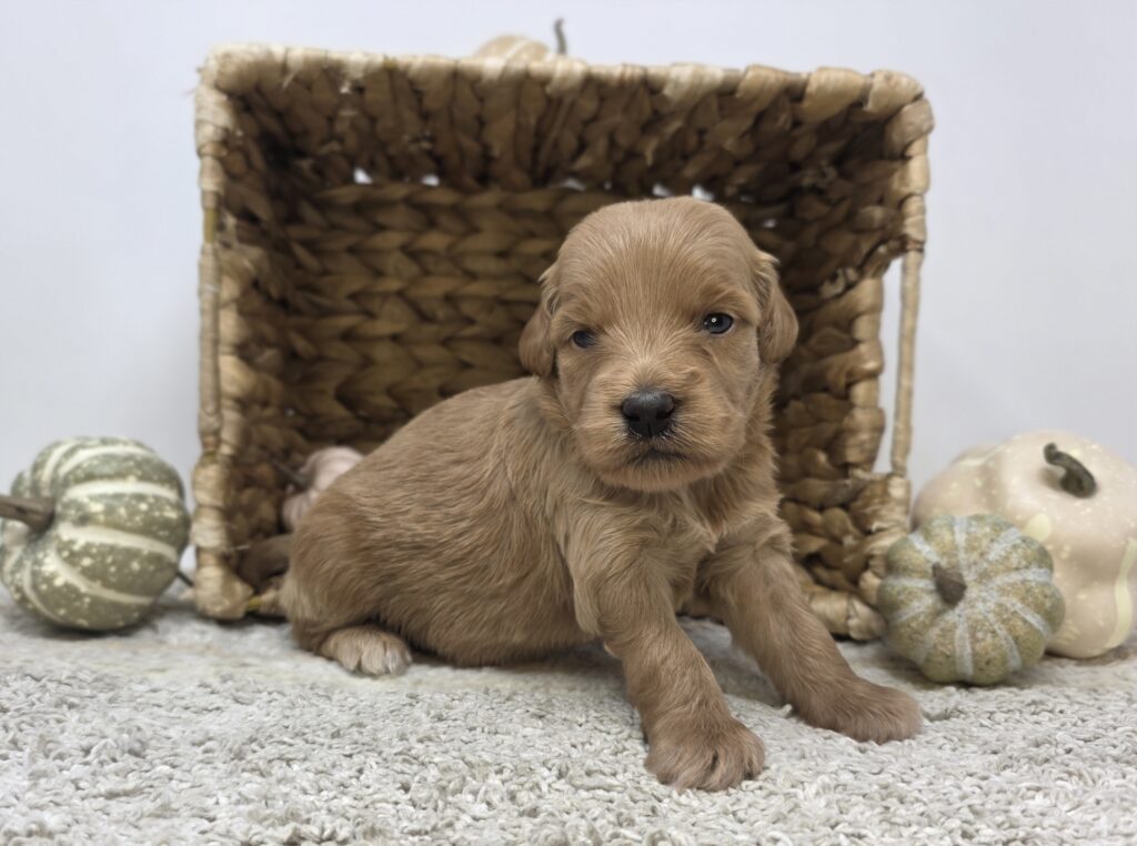 Cardinal - Goldendoodle Mini F1 - Image 3