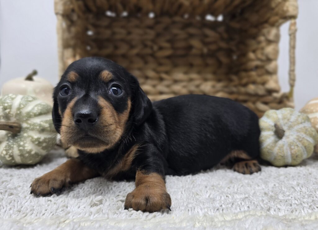 Mila - Dachshund - Image 2