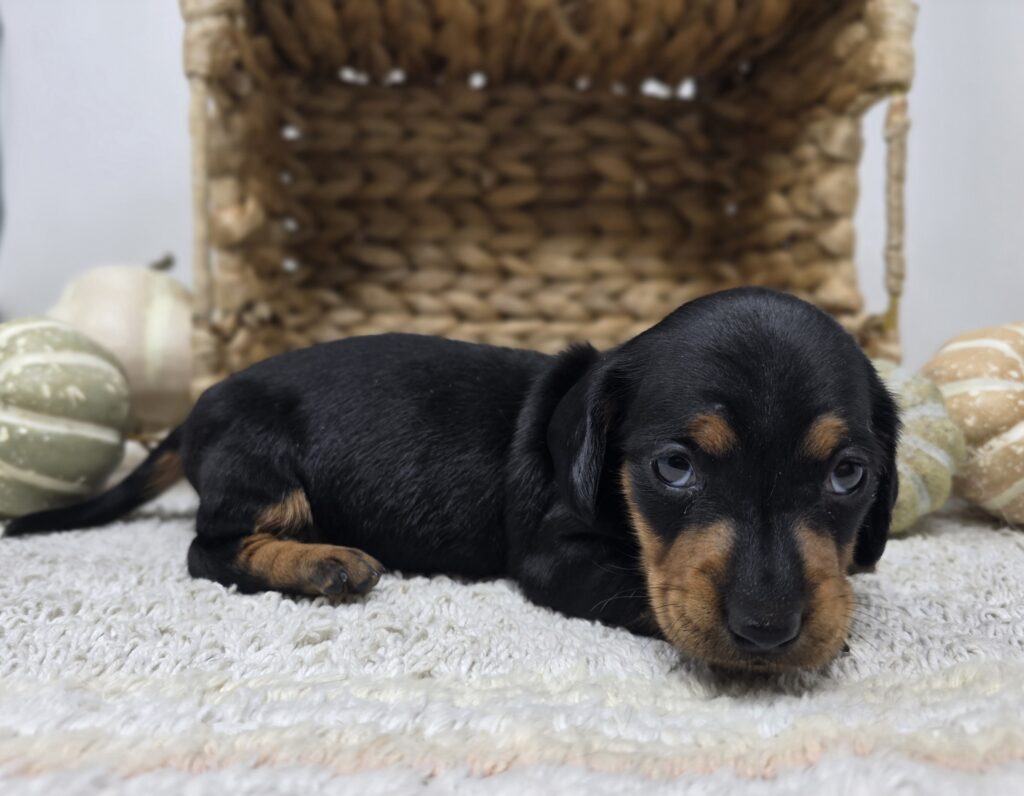 Mila - Dachshund - Image 3