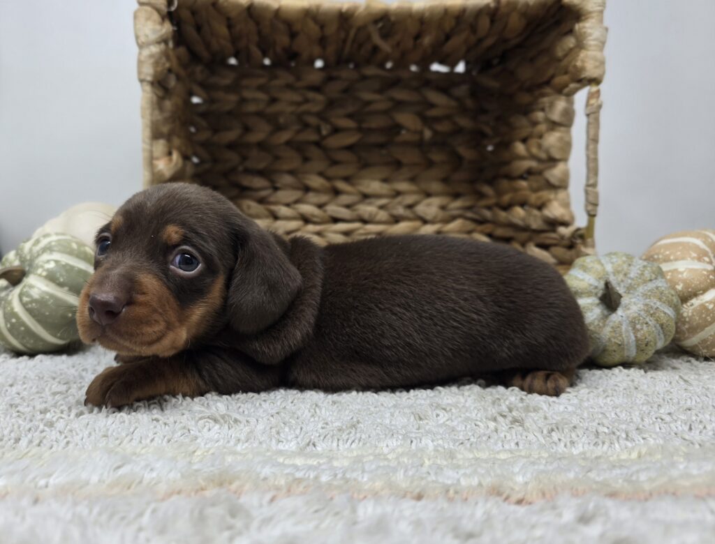 Chloe - Dachshund - Image 3