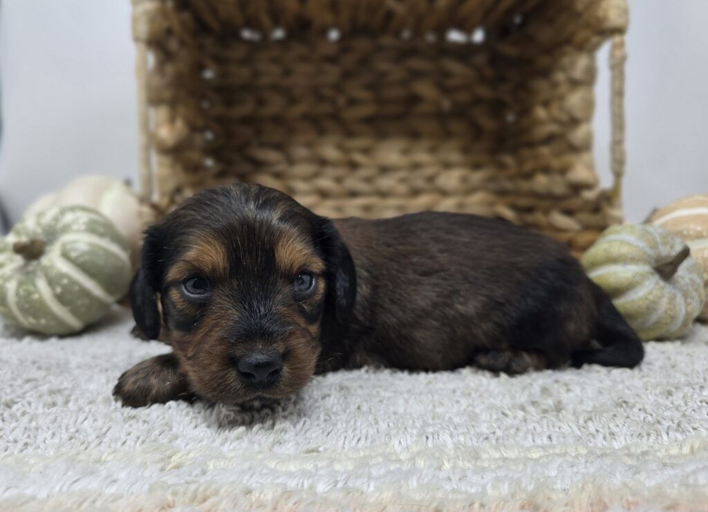 Oscar - Dachshund - Image 2