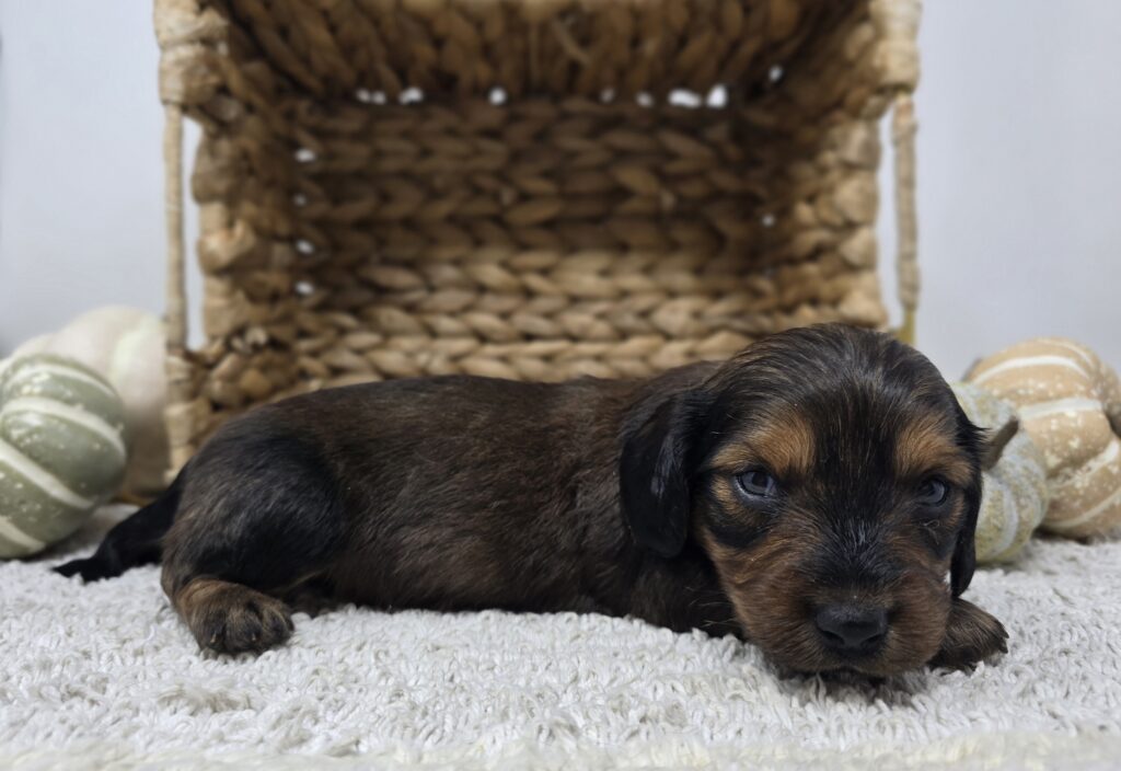 Oscar - Dachshund - Image 3
