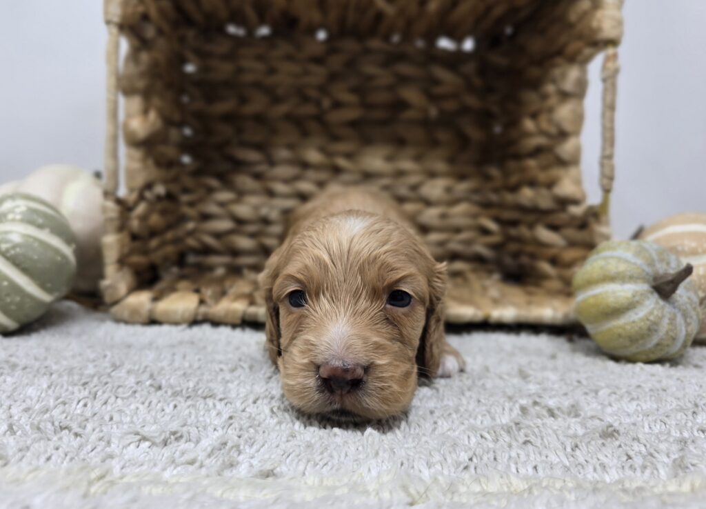 Theo - Dachshund - Image 2
