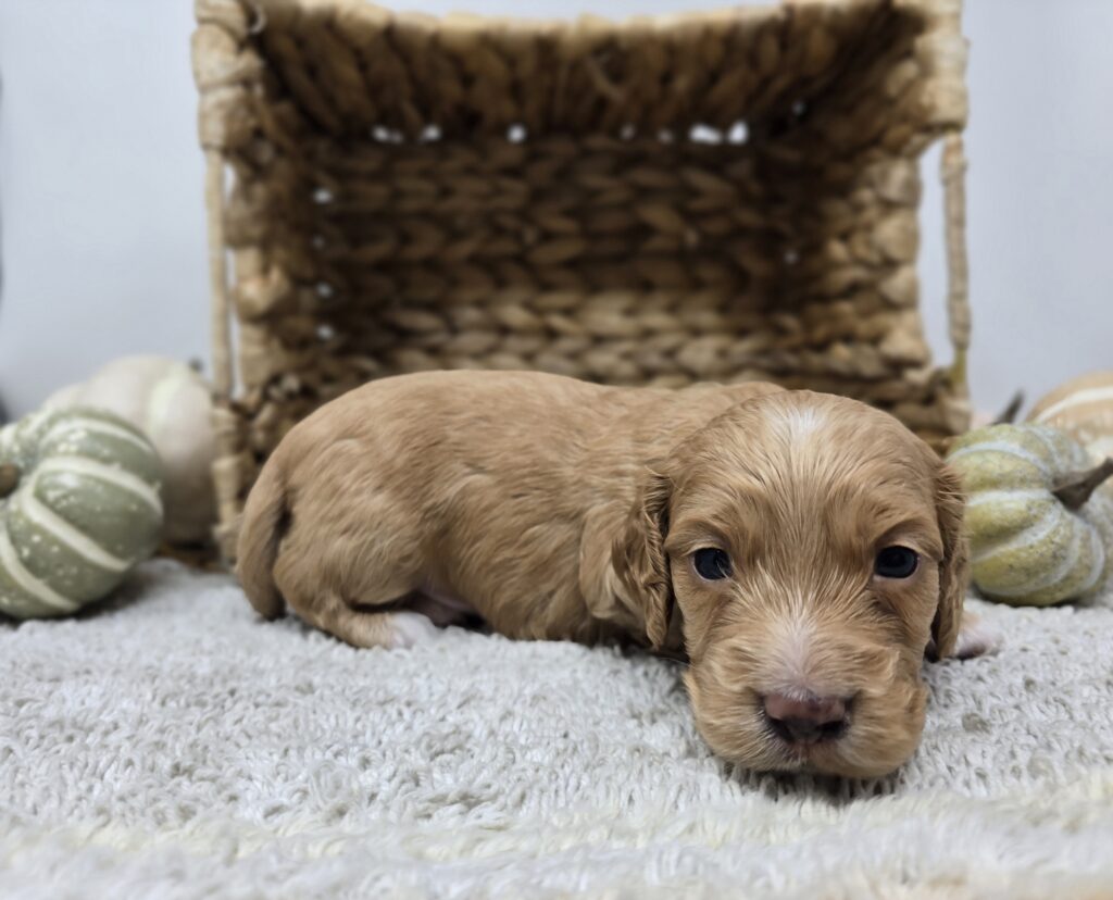 Theo - Dachshund - Image 3