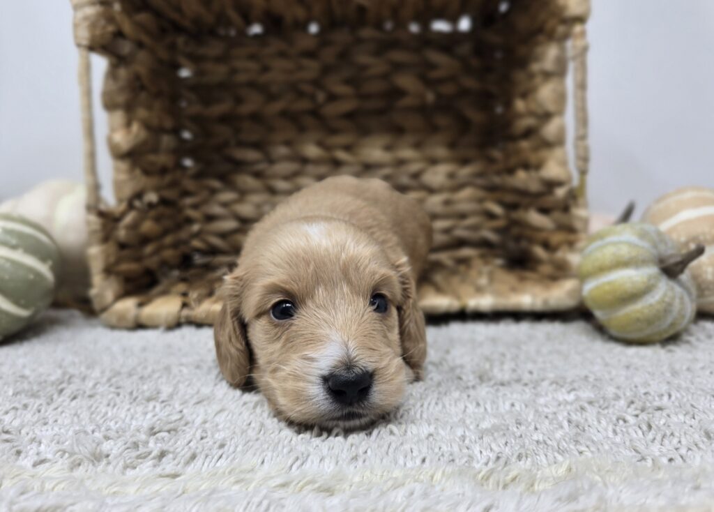 Rusty - Dachshund - Image 2