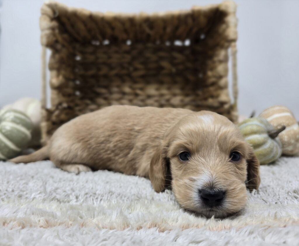 Rusty - Dachshund - Image 3