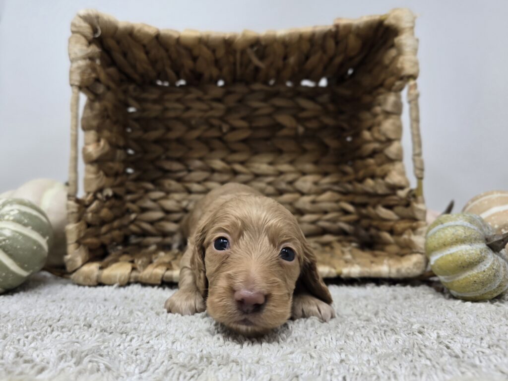 Penny - Dachshund - Image 2