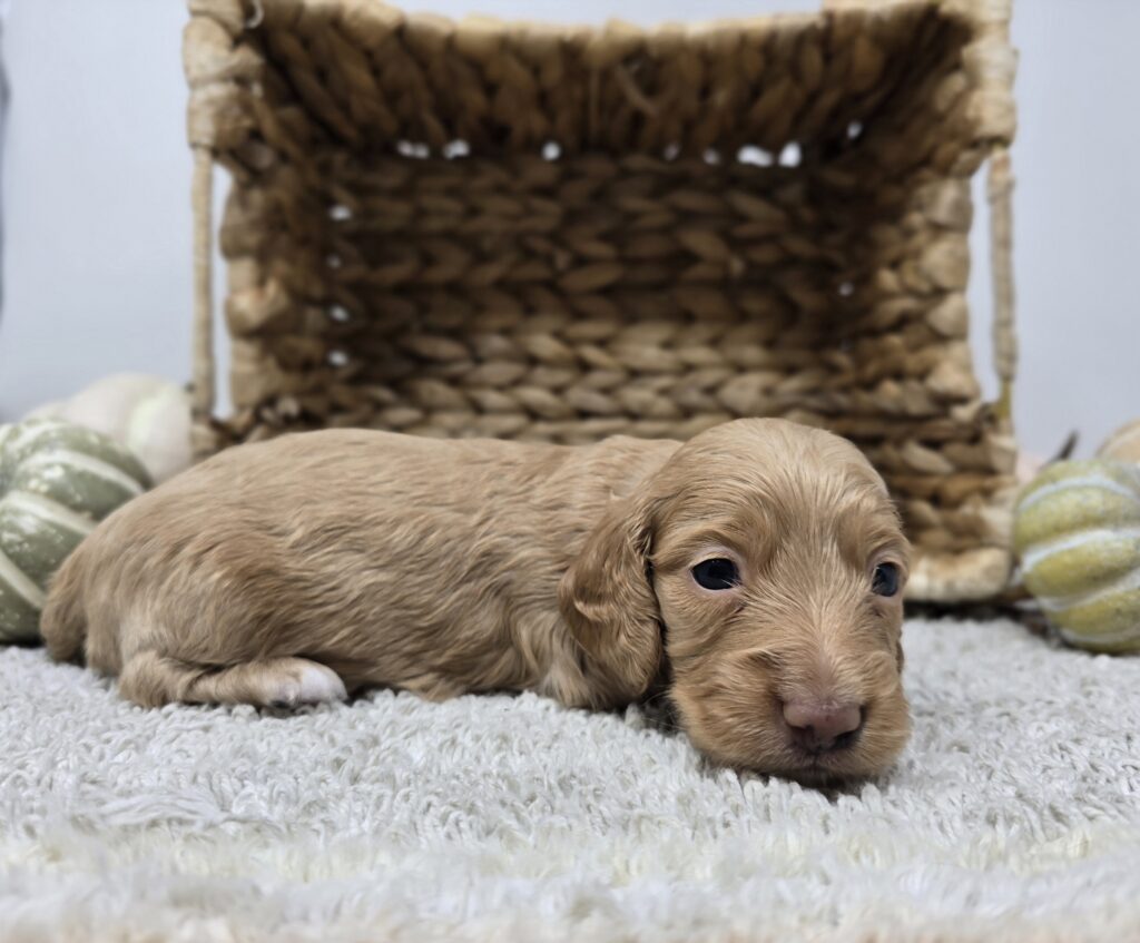 Penny - Dachshund - Image 3