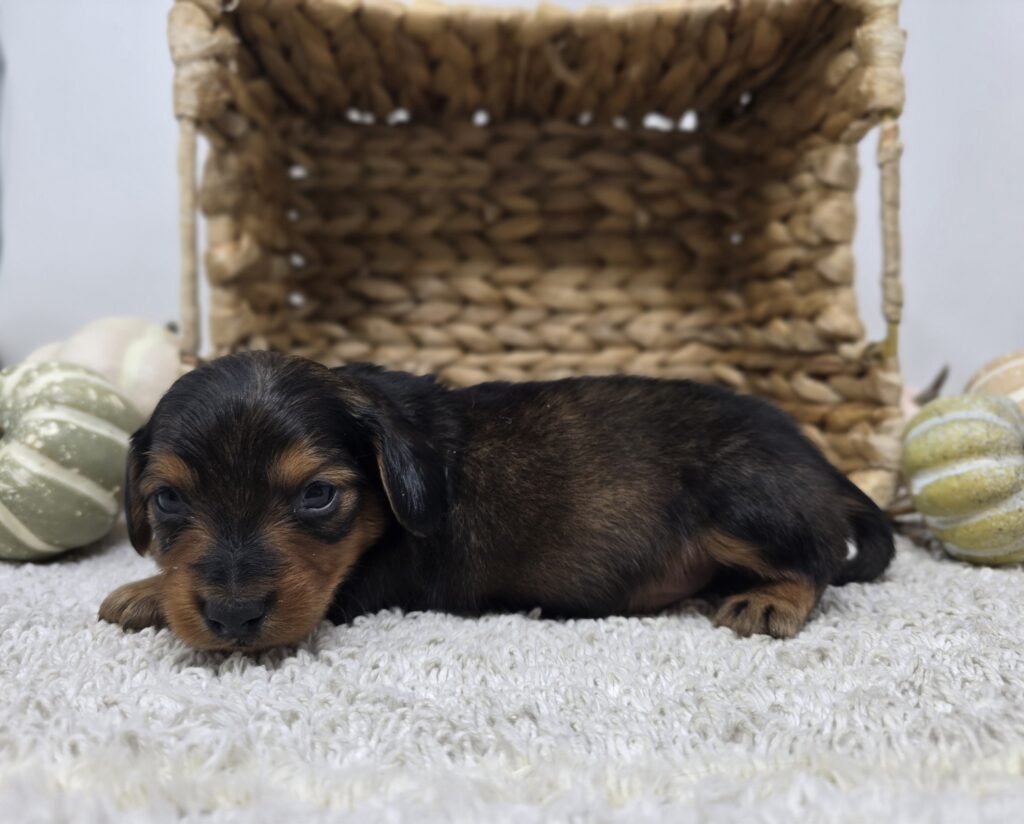 Shadow - Dachshund - Image 2