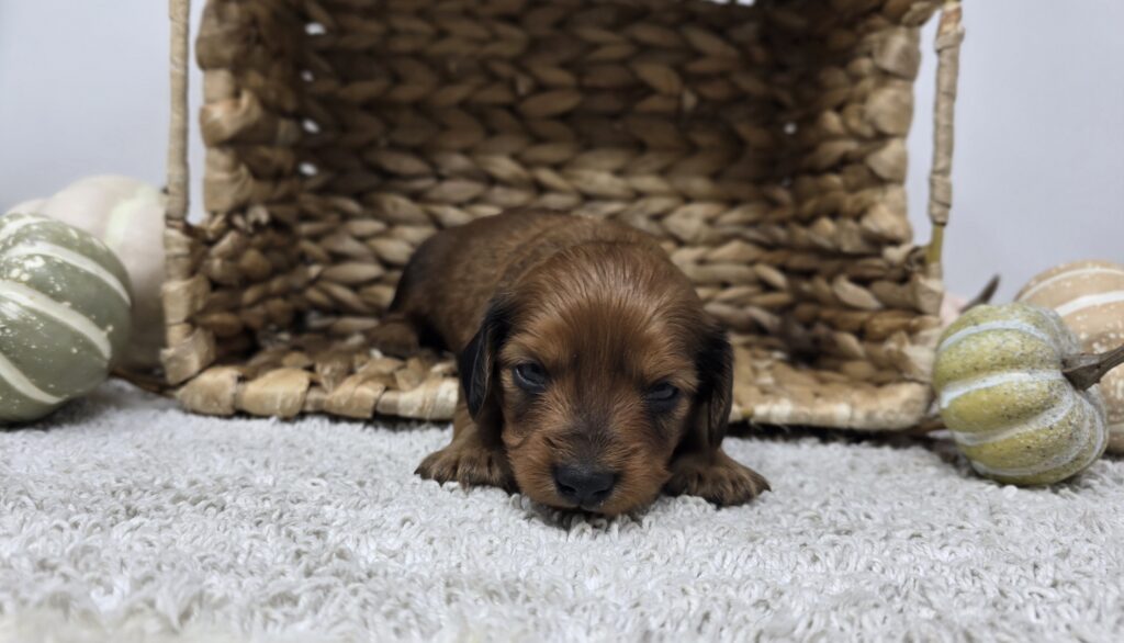 Copper - Dachshund - Image 2