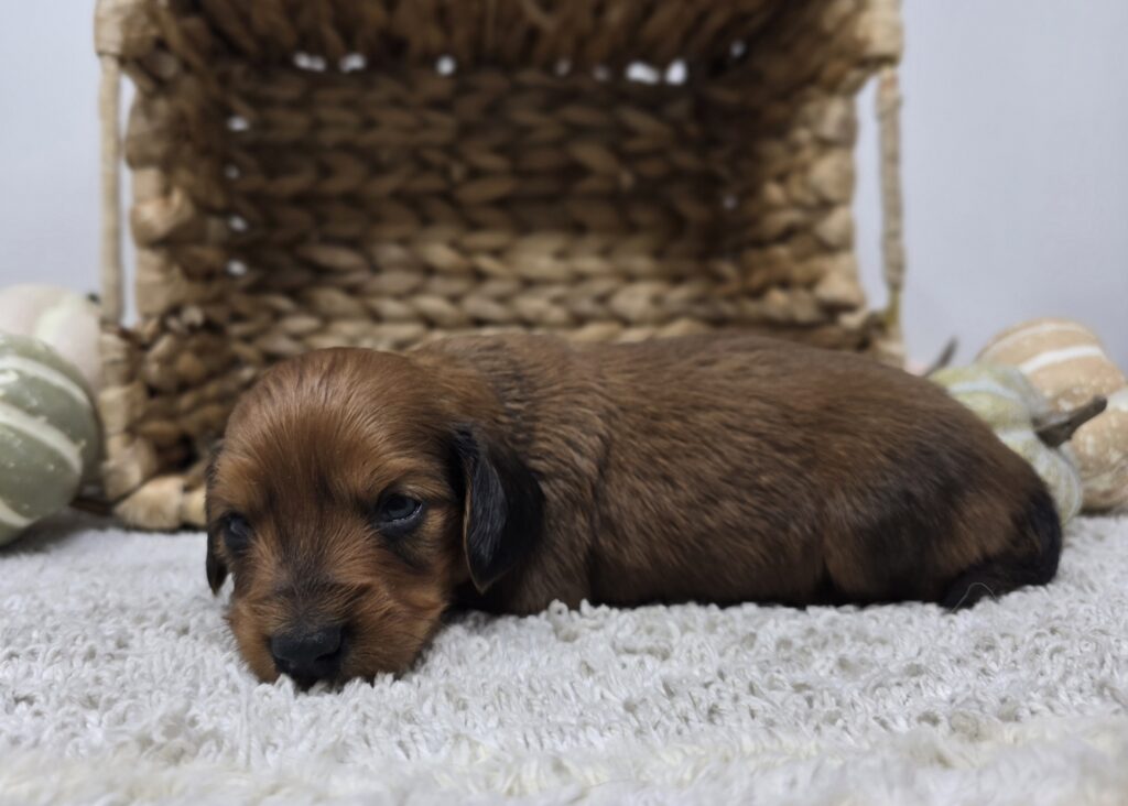 Copper - Dachshund - Image 3