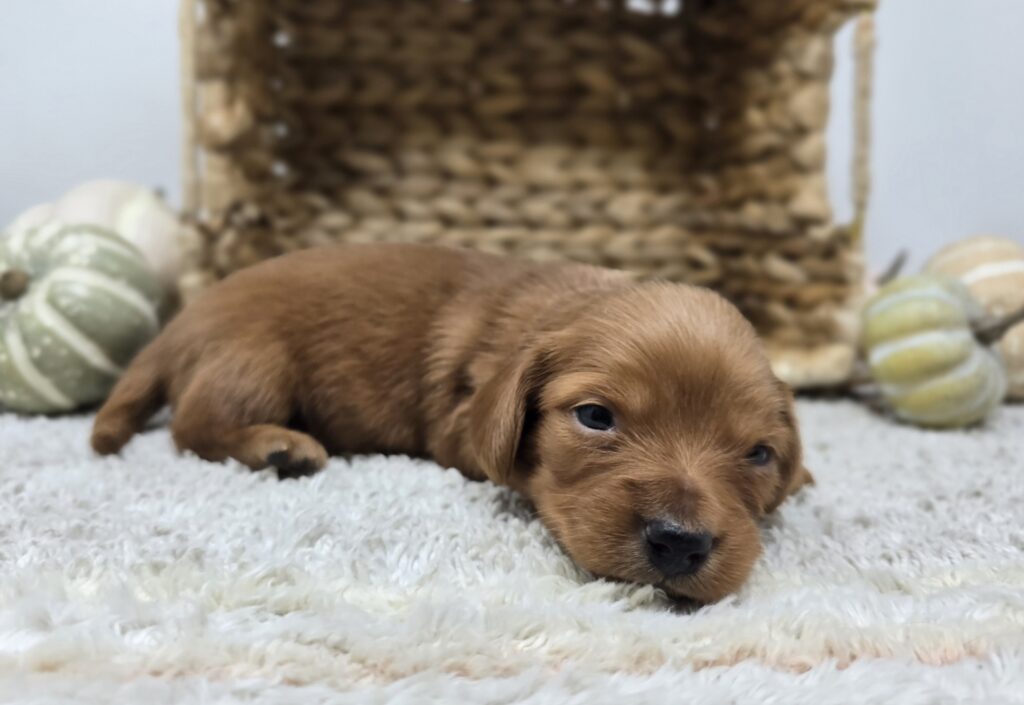 Archie - Dachshund - Image 3
