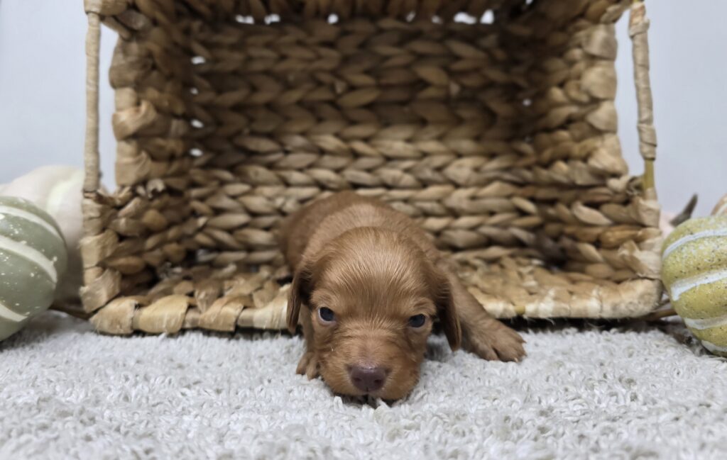 Ginger - Dachshund - Image 2