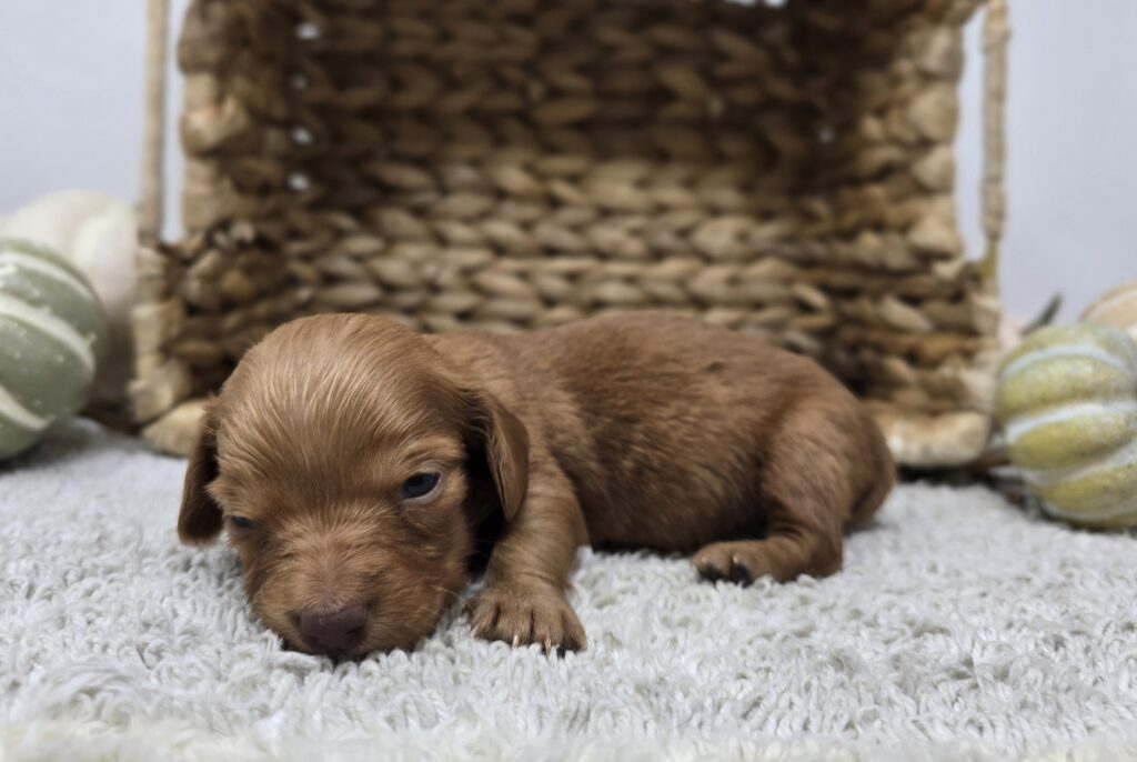 Ginger - Dachshund - Image 3
