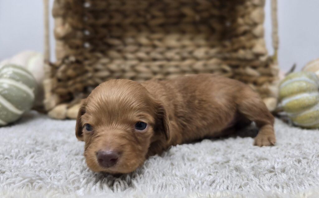 Ginger - Dachshund - Image 4
