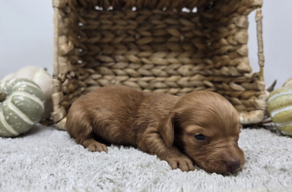 Ginger - Dachshund - Image 5