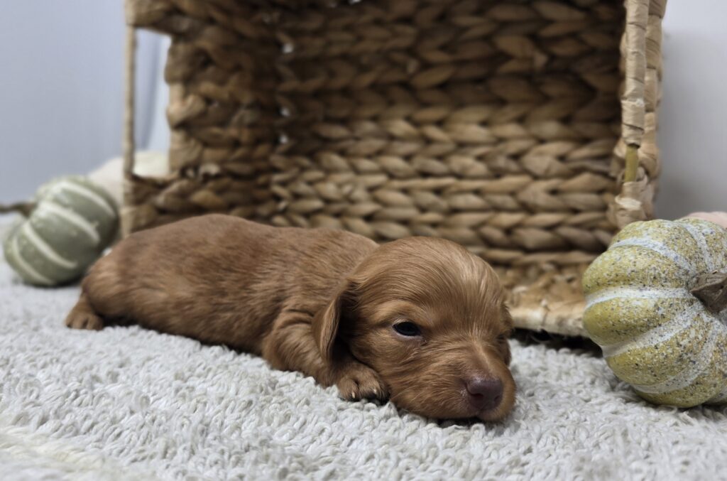 Ginger - Dachshund - Image 6