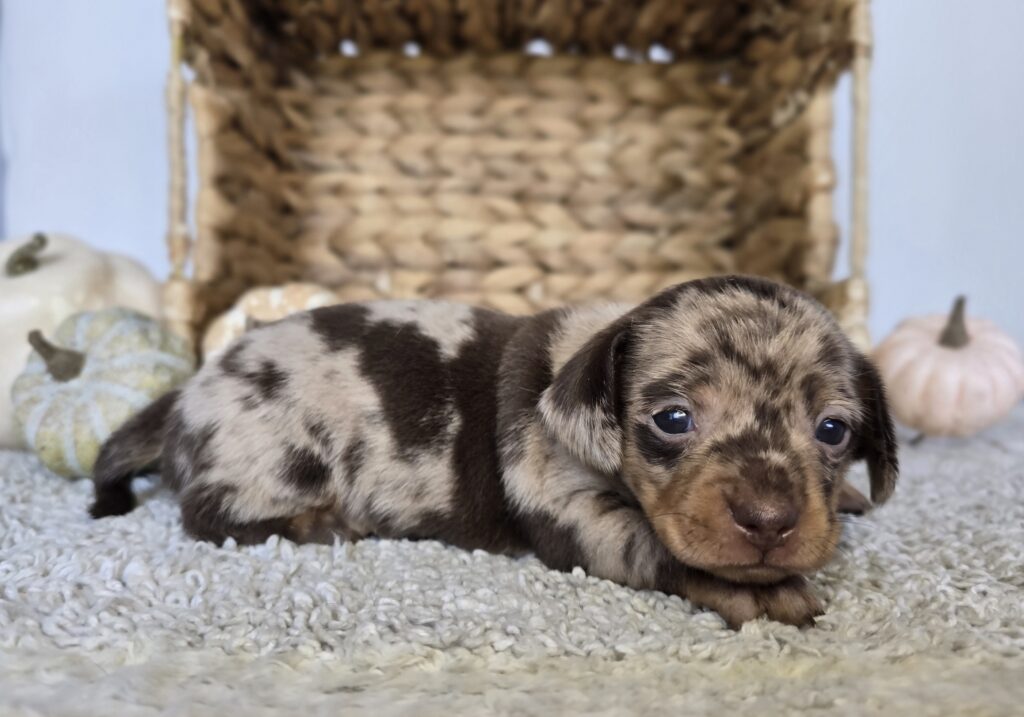 Cocoa - Chiweenie - Image 2