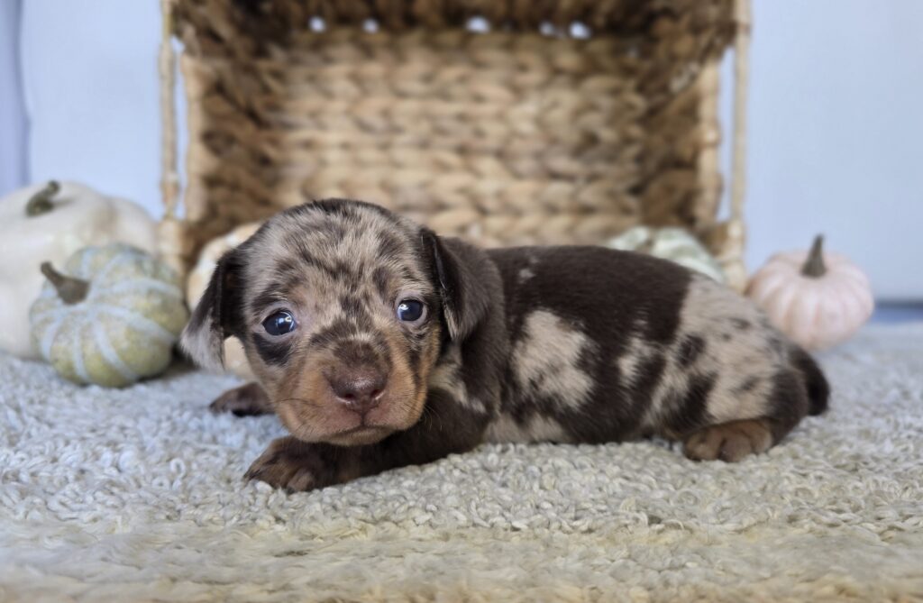 Cocoa - Chiweenie - Image 3