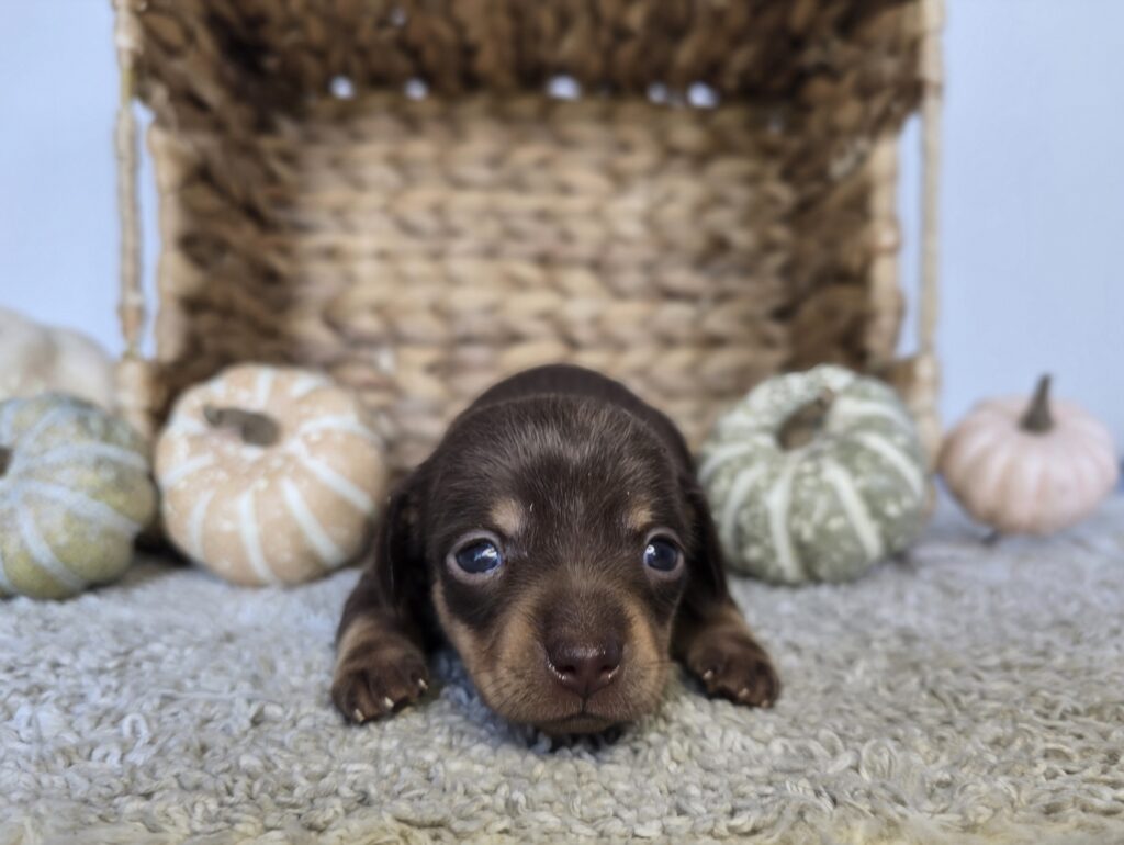 Bruno - Chiweenie - Image 2
