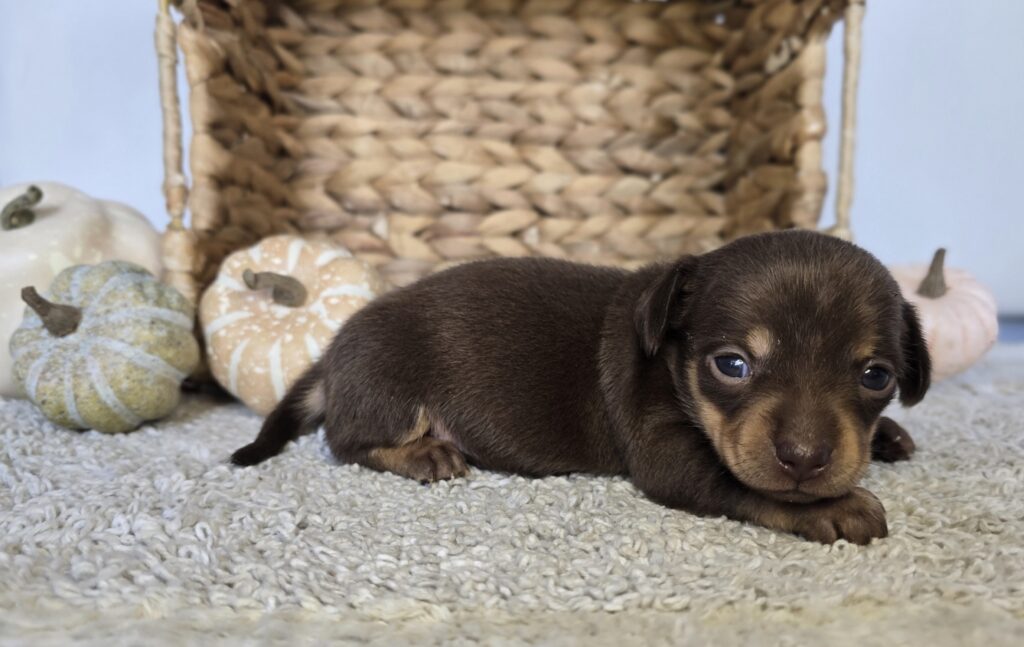 Bruno - Chiweenie - Image 3