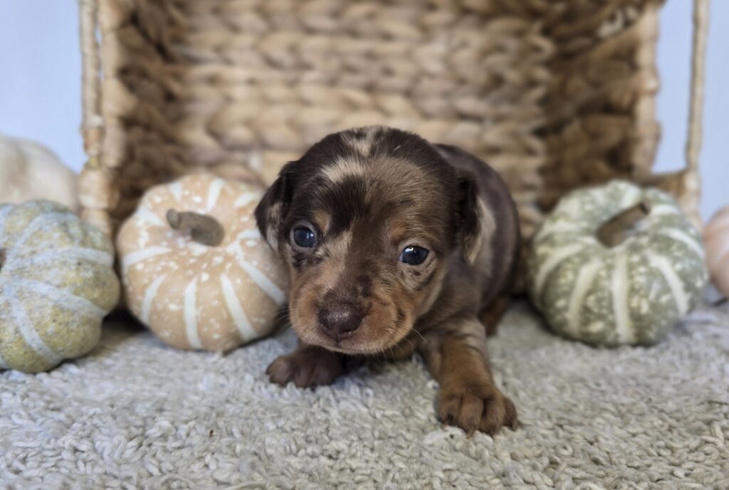 [#25816-02]  - Chocolate F Chiweenie Puppies For Sale