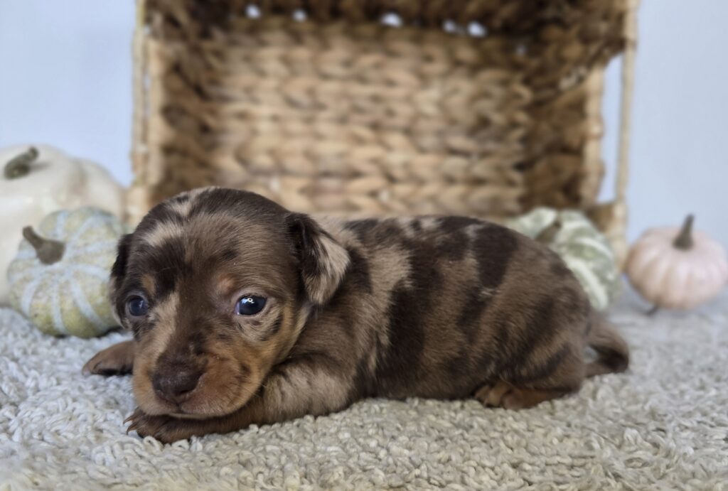 Hazel - Chiweenie - Image 2