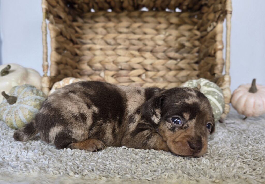 Hazel - Chiweenie - Image 3