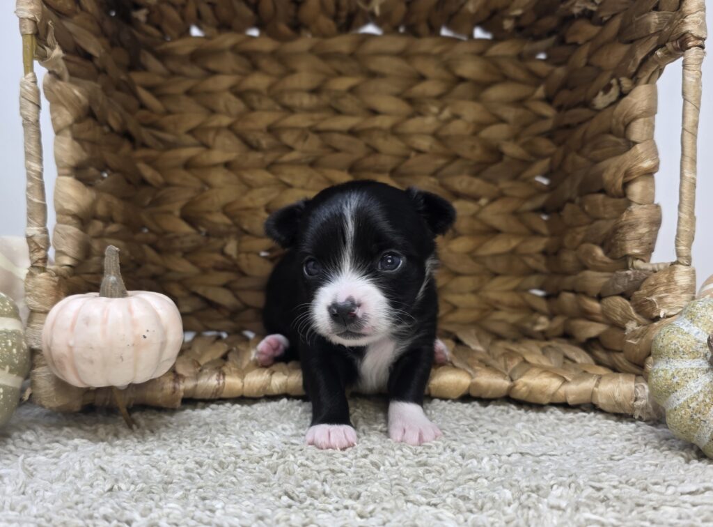 [#2518-01]  - Black M Chihuahua Puppies For Sale