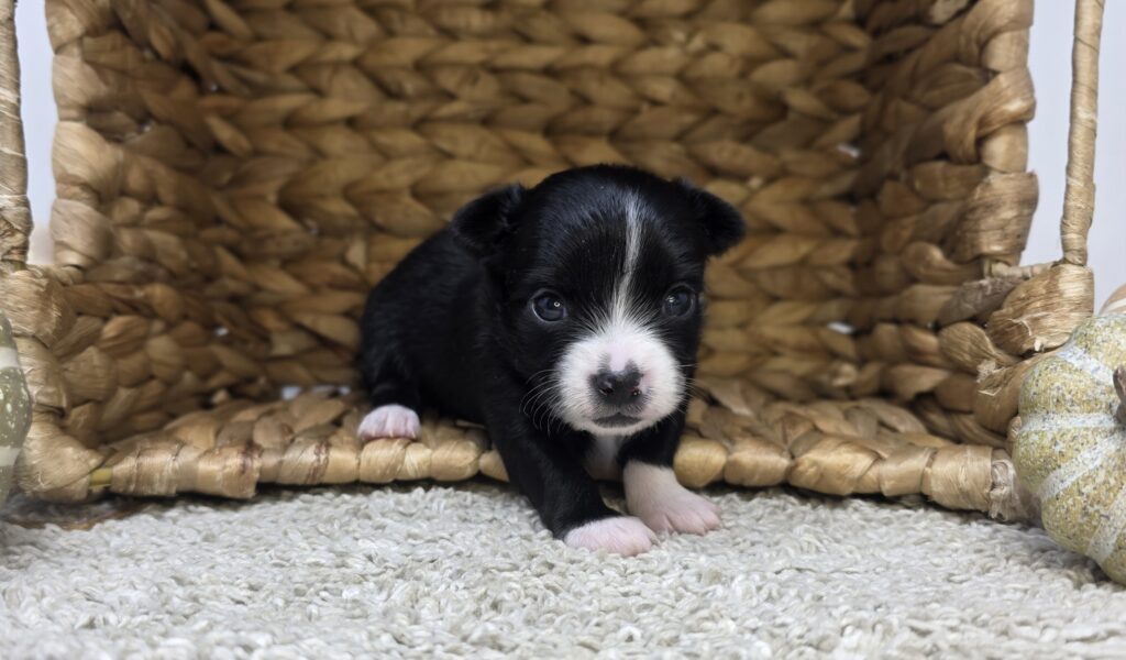 Kindle - Chihuahua - Image 3