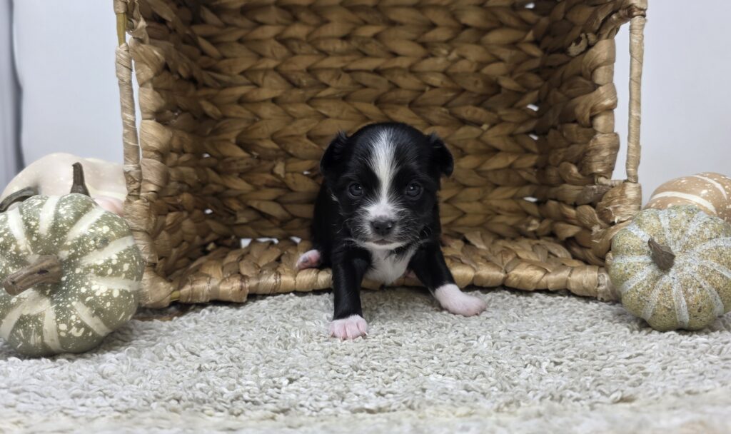 [#2518-02]  - Black M Chihuahua Puppies For Sale