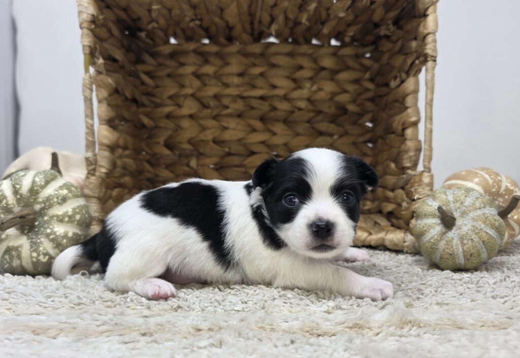 Sunny - Chihuahua - Image 3