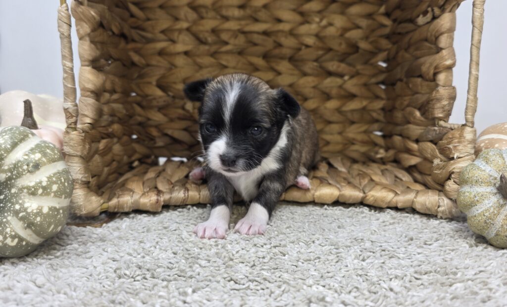 [#2518-04]  - Brindle M Chihuahua Puppies For Sale