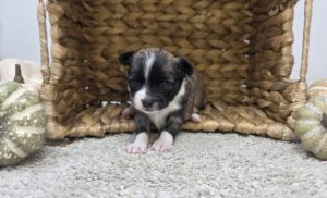 Chihuahua