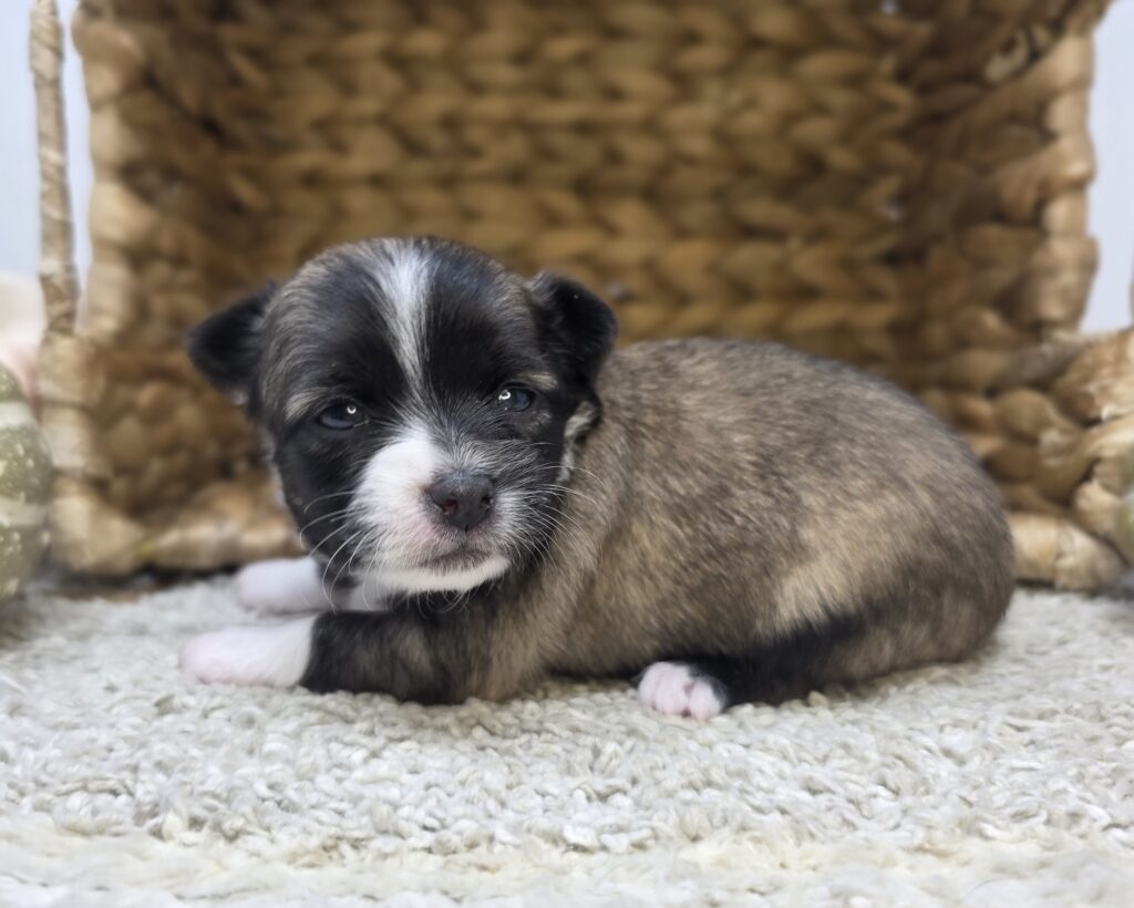 Storm - Chihuahua - Image 3