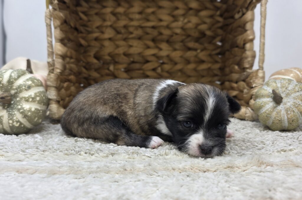 Storm - Chihuahua - Image 2
