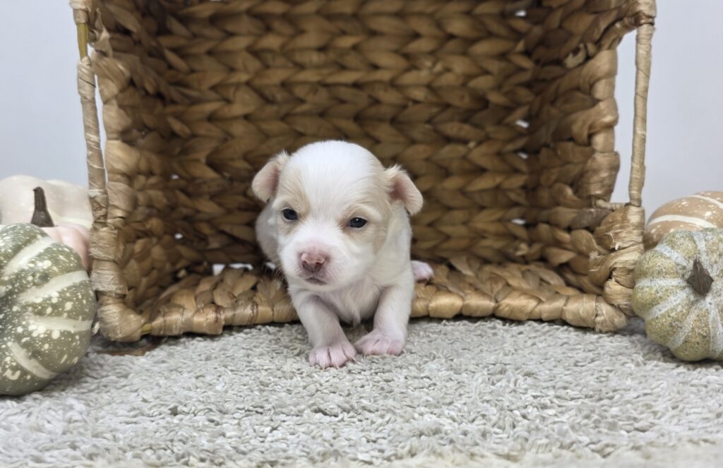 [#2518-05]  - White M Chihuahua Puppies For Sale