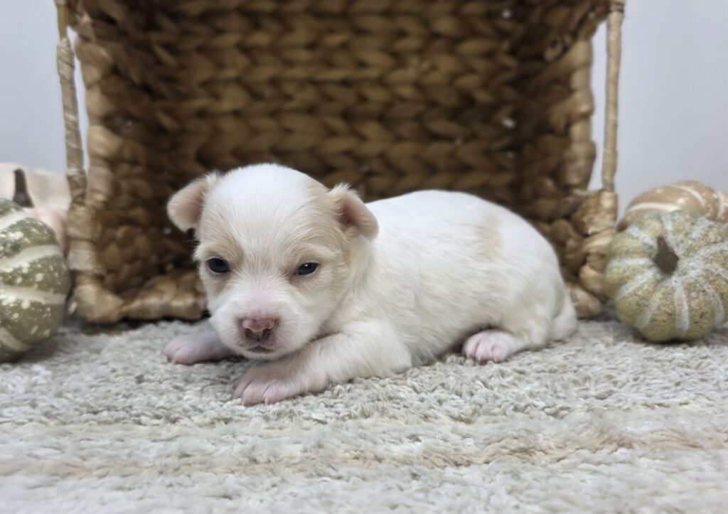 Xen - Chihuahua - Image 2